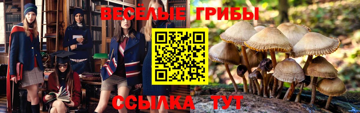 Сосновый Бор  дарнет шоп  Вход с VPN  Псилоцибиновые грибы ЛСД 